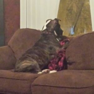 Meet your Posher, Tomas